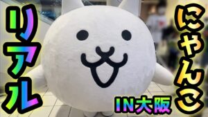 リアルにゃんこ大戦争　IN大阪　リアルネコが可愛過ぎる❤️