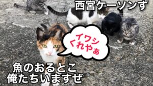 魚が釣れているとにゃんこ大戦争勃発(/ω＼)　イワシとサヨリが好調　　フィッシングマックス芦屋店