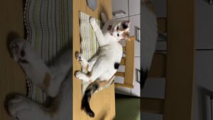 ご飯食べる？　#cat #猫 #にゃんこ大戦争